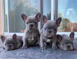 Sweet Französische Bulldogge welpen