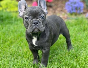 Französische Bulldogge welpen Bild 2