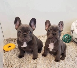 Französische Bulldogge welpen Bild 3