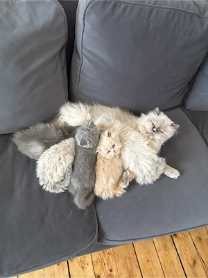 Persermix kitten 