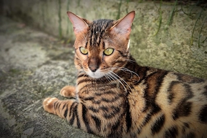 Bengalkater, 1 Jahr alt,  kastriert, geimpft, mit Chip, Freigänger 