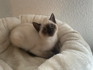 Siamkitten ab sofort zu vergeben!