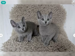 Reinrassige Russisch Blau Kitten Katzen Bild 2