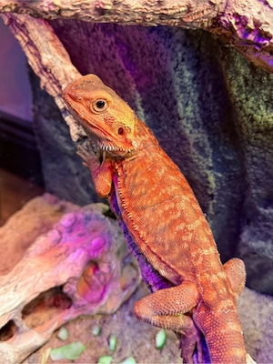    Red Dragon Leatherback Bartagame + Exo Terra Komplettset 90x45x60 | Voll ausgestattet   