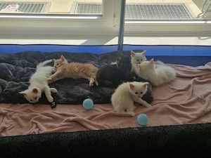 7 Maine Coon Kitten suchen ab Mitte Ende Juni ein verantwortungsvolles Zuhause 