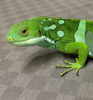 Brachylophus fasciatus (Fitschi Leguan) Bild 3