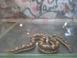  0.1 Eryx colubrinus loveridgei