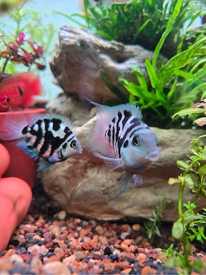papageienbuntbarsche blue tiger   blue parrot 