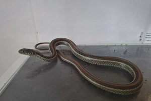 Thamnophis eques diluvialis 0.1