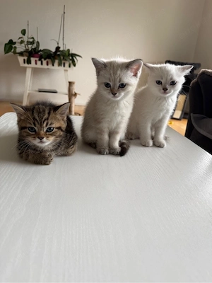 BKH kitten
