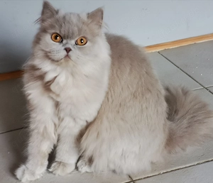 Wunderschöne BLH Katze ein Jahr alt in liebevolle Hände abzugeben 