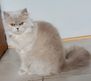 Wunderschöne BLH Katze ein Jahr alt in liebevolle Hände abzugeben  Bild 2
