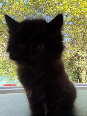 (: Fünf kleine Baby-Kitten suchen neues Zuhause :)