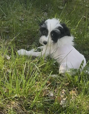 Süßer Chinesische Schopfhund Welpen (Chinese Crested) sucht sein Traumzuhause