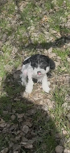 Süße Chinesische Schopfhund Welpen (Chinese Crested) suchen ihr Traumzuhause
