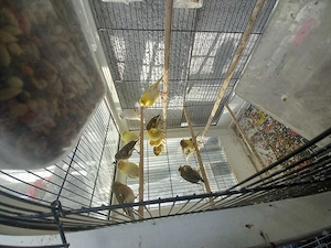 1 Monat alter Kanarienvogel 