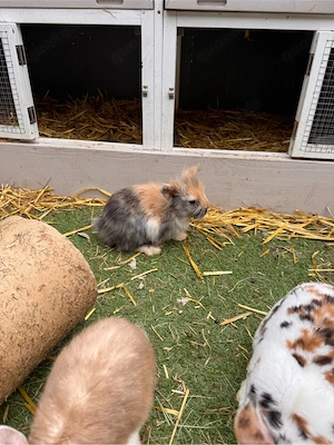 kaninchen bock farbzwerg 