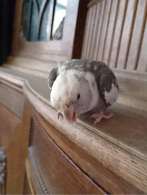 bald nympfensittich babys  Bild 3
