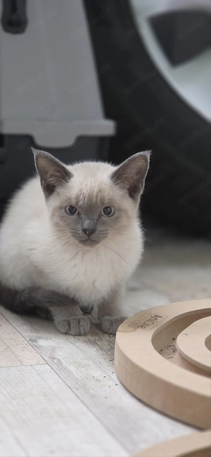 Birma BKH kitten