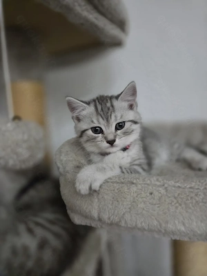  Britisch-Kurzhaar-Mix-Katze Bild 5