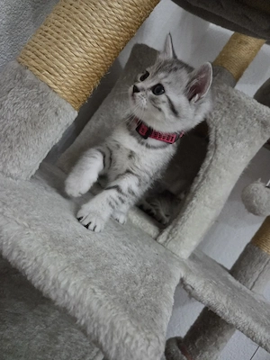  Britisch-Kurzhaar-Mix-Katze