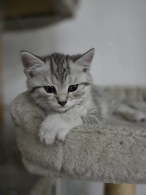  Britisch-Kurzhaar-Mix-Katze Bild 3