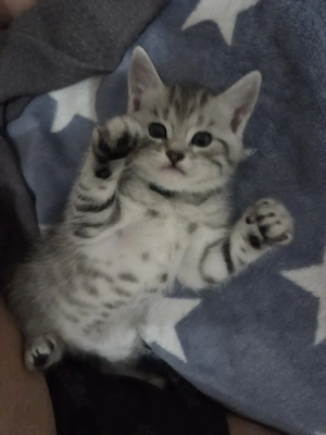  Britisch-Kurzhaar-Mix-Katze Bild 2