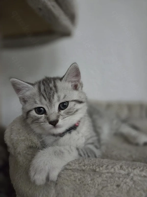  Britisch-Kurzhaar-Mix-Katze Bild 4