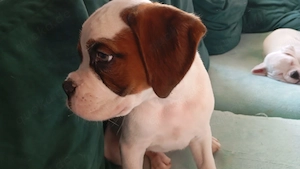 Weißer Boxer Rüde sucht ein wunderschönes Zuhause 
