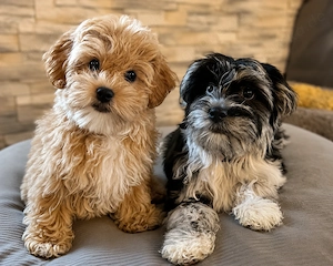 Wunderschöne Maltipoo Welpen 
