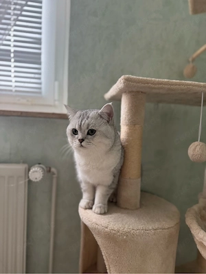 Deckkater sucht Katzendame   