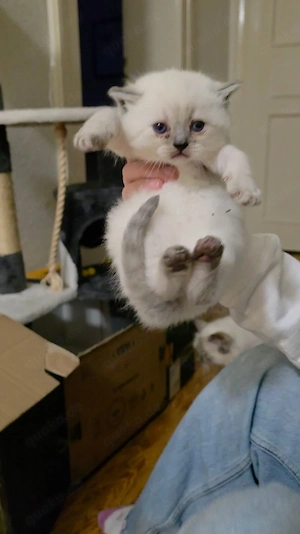 persische katze zu verkaufen (weiblich)
