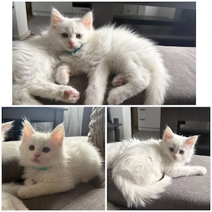 Wunderschöne Maine Coon Babykatzen