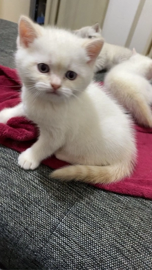 BKH katze 2monate