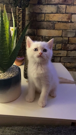 BKH katze3 Monate