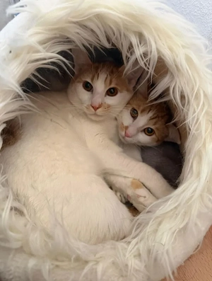 Copper & Monchi Verspieltes Dreamteam sucht seine gechillte Familie