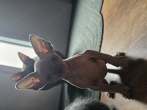 Wunderschöne Sphynx Kitten 