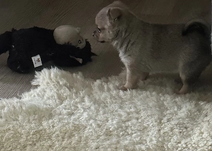 Zuckersüße Pomchi Welpen 4Rüden 1Hündin Auszugsbreit   Bild 2