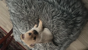 Zuckersüße Pomchi Welpen 4Rüden 1Hündin Auszugsbreit   Bild 3