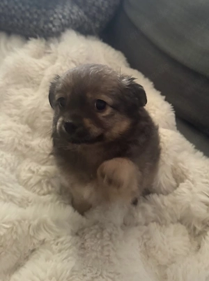 Zuckersüße Pomchi Welpen 4Rüden 1Hündin Auszugsbreit   Bild 4