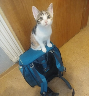 Kitte zu verkaufen 4 monate alt 