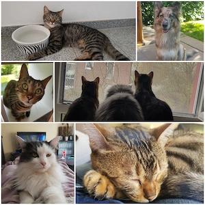 Ich nehme Verwaiste   ungewollte Kitten auf