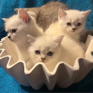 Süße BKH Kätzchen Kitten suchen neues Zuhause