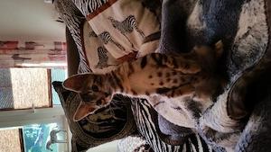 Ich nehme Verwaiste   ungewollte Kitten auf