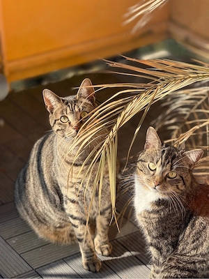 Zwei Kater suchen gemeinsam ein neues Zuhause