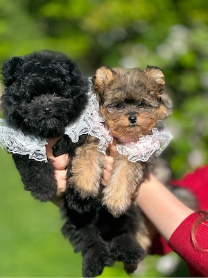 Pomapoo Toypudel Pomeranian Zwergspitz Welpen 