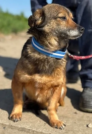 Liebenswerte Hundedame Svea sucht geduldiges Zuhause