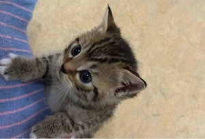 BKH-Bengal Mix Kitten