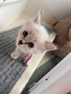 Heilige Birma Kitten 