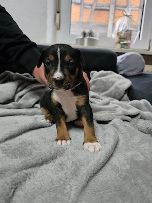 Border Collie pointer bulldoggen mix Welpen 